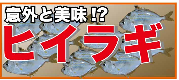 佐賀 長崎の釣具店つり具のまるきん スタッフ釣行記 ヒイラギを食べてみよう